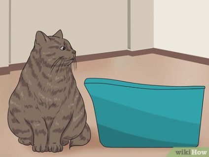 Hogyan kell újra a vonat a macska használni a WC-tálca
