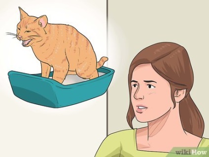 Hogyan kell újra a vonat a macska használni a WC-tálca