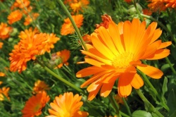 Calendula nőgyógyászati (nőgyógyászati) Calendula nőgyógyászat