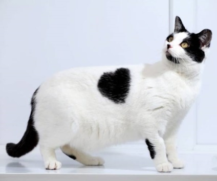 Kardiomiopátia macskák típusai, okai, tünetei és kezelése