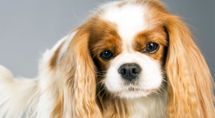 Cavalier King Charles spániel jellemzők és funkciók fajok (spániel) Cavalier King Charles spániel, és a jellegzetessége a fajta