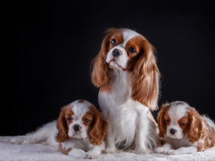 Cavalier King Charles spániel jellemzők és funkciók fajok (spániel) Cavalier King Charles spániel, és a jellegzetessége a fajta