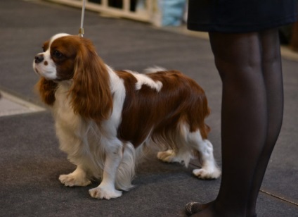Cavalier King Charles spániel jellemzők és funkciók fajok (Cavalier) Cavalier King Charles spániel, és a jellegzetessége a fajta