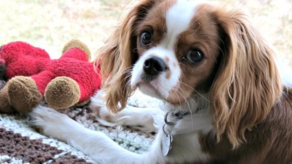 Cavalier King Charles spániel jellemzők és funkciók fajok (King) Cavalier King Charles spániel, és a jellegzetessége a fajta