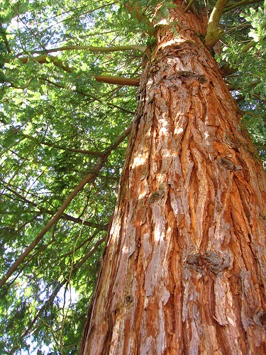 Cedar kanadskiyhvoynye (Cedar) cédrus kanadskiyhvoynye