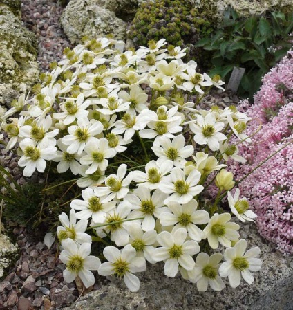 Clematis kerttervezés ötletek és képek fajták (Clematis kerttervezés fotó) Clematis kerttervezés ötletek és képek fajták