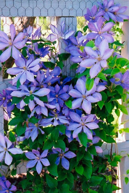 Clematis kerttervezés ötletek és képek fajták (táj) Clematis kerttervezés ötletek és képek fajták