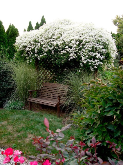 Clematis kerttervezés ötletek és képek fajták (iszalag) Clematis kerttervezés ötletek és képek fajták