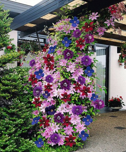 Clematis kerttervezés ötletek és képek fajták (iszalag) Clematis kerttervezés ötletek és képek fajták