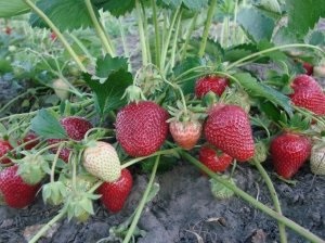 Strawberry fajta „Albion” leszállás szabályok és növekvő