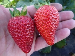 Strawberry fajta „Albion” leszállás szabályok és növekvő