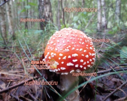 Mikor és hol vannak a légyölő galóca (Amanita ha növekszik) Mikor és hol a légy galóca növekvő