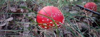 Mikor és hol a légyölő galóca (Amanita) nőnek Mikor és hol a légy galóca növekvő