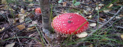 Mikor és hol vannak a légyölő galóca (Amanita, hol kell keresni) Mikor és hol a légy galóca növekvő