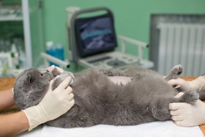 Amikor a felvételt egy takaró macska sterilizálás után