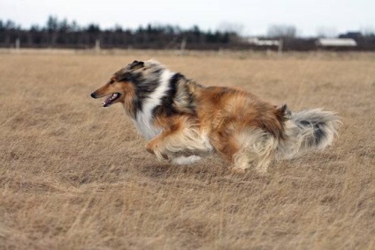 Collie (collie) képek a kutya, az ár, fajta leírás, karakter, videó