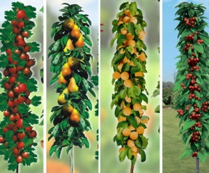 Oszlopos gyümölcsfák, hogyan növekszik a finom szilva videó