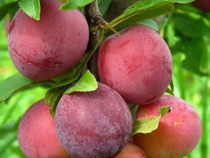 Oszlopos gyümölcsfák, hogyan növekszik a finom szilva videó