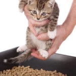 Mats macskák - okai és kezelése