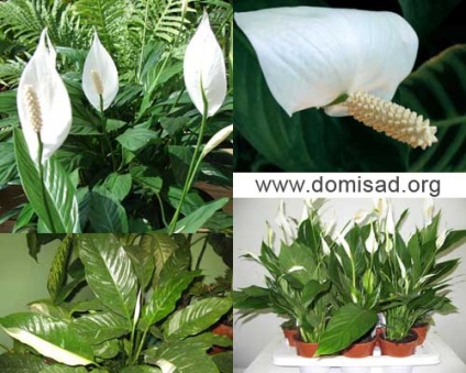 Beltéri virág Spathiphyllum (női boldogság), ellátás az otthoni (nő) Beltéri virág Spathiphyllum (női boldogság), ellátás az otthoni