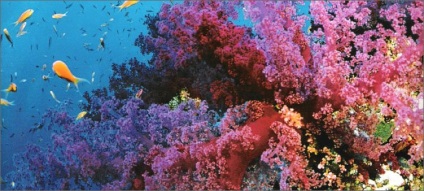 Coral egy állat vagy növény