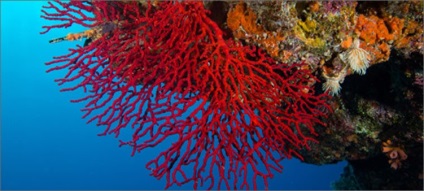 Coral egy állat vagy növény