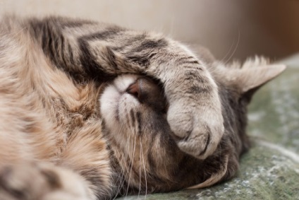 Котячий грип симптоми і лікування в домашніх умовах