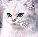Macskák soha nem túl sok - minden fajtájú macskák, macska jegyzetek egy tapasztalt állatorvos