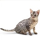 Macskák soha nem túl sok - minden fajtájú macskák, macska jegyzetek egy tapasztalt állatorvos