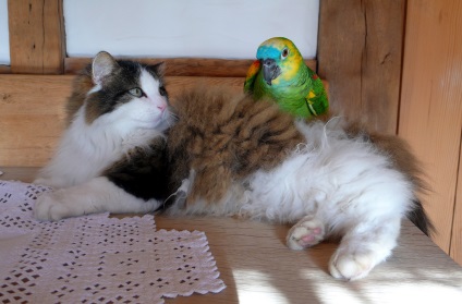A macska és egy papagáj otthon, ha tudják, hogy a barátok