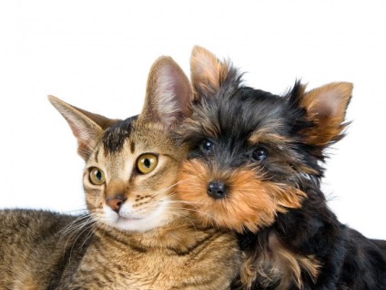 Macska és kutya a házban - hogyan lehet segíteni őket, hogy barátok