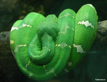 Gyönyörű kígyó képek, kígyó fotók az új 2013