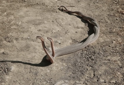 Gyönyörű kígyó képek, kígyó fotók az új 2013 (Blue Racer Snake) Gyönyörű kígyó képek, kígyó fotók az új 2013