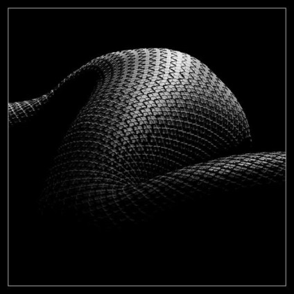 Gyönyörű kígyó képek, kígyó fotók az új 2013