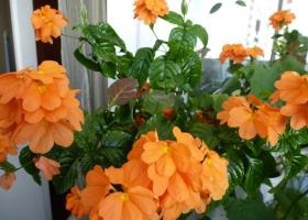 Crossandra virágos gondoskodás, növekvő otthon