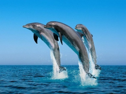 Kik a delfinek rejtvények és érdekes javaslatokat Group naplója - állatvilágban