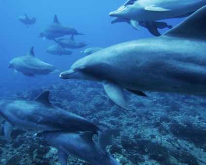 Kik a delfinek rejtvények és érdekes javaslatokat Group naplója - állatvilágban