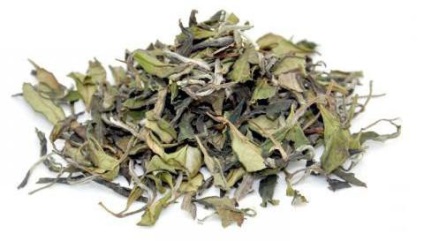 Bush tea leírás, jellemzők, fajták, termesztés és ajánlások