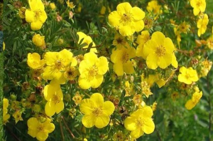 Potentilla fruticosa Goldfinger egyszerű megoldás arra a problémára, dekoráció területén