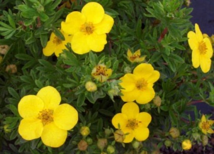 Potentilla fruticosa Goldfinger egyszerű megoldás arra a problémára, dekoráció területén