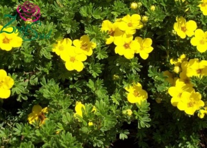 Potentilla fruticosa Goldfinger egyszerű megoldás arra a problémára, dekoráció területén