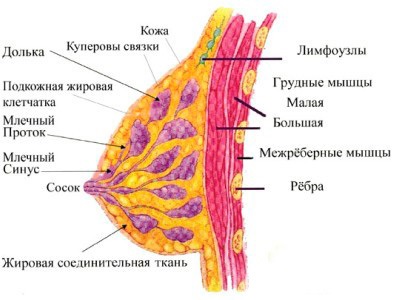 Cure tőgygyulladás mastodinon vélemények