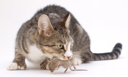 Leptospirosis macskák jelek, tünetek és kezelés