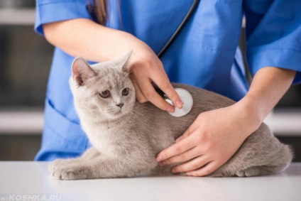 Leptospirosis macskák jelek, tünetek és kezelés
