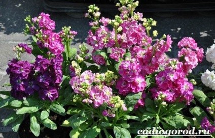 Kerti szegfű virág (típusok és gondozása Wallflowers) kerti szegfű virág
