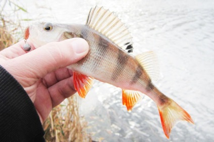 Perch halászat tavak, tavak, öblök holtág ráz horgásztó, tó sügér sedobku