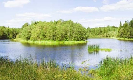 Perch halászat tavak, tavak, öblök holtág ráz horgásztó, tó sügér sedobku