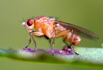 Kis Drosophila megjelenik, hol és hogyan hoz