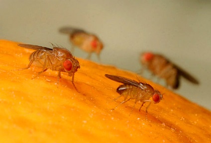 Kis Drosophila megjelenik, hol és hogyan hoz