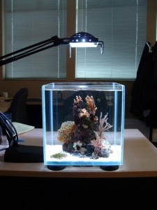 Kis mini akvárium és a halak a kis akváriumban